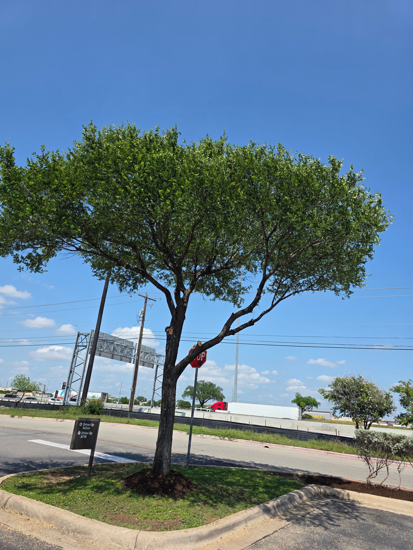 Work sample 8 from Roros lawn care