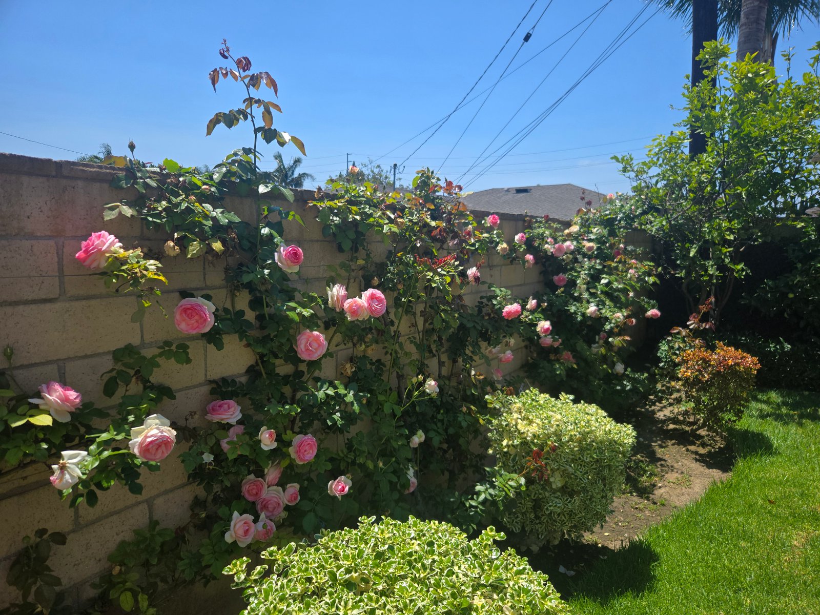 Work sample 3 from Martin lawn maintenance garden 